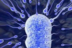 输卵管堵塞程度影响代妈好孕几率